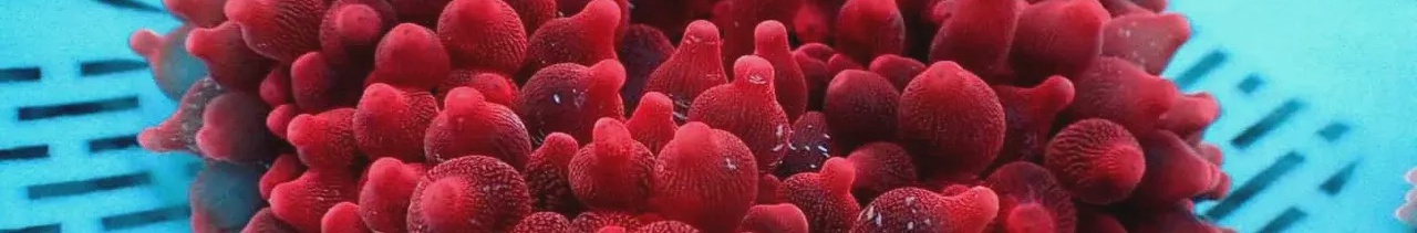 4bd5467e-0867-45f0-8cd8-7b500b01b6fa-347 - $90.00.jpg